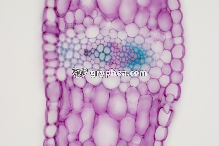 Feuille de Muguet CT x100 - gryphea.com